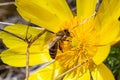 Honey bee on blooming adonis flower, Spring background, honey bee pollinating wild yellow flower Royalty Free Stock Photo