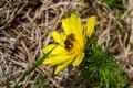 Honey bee on blooming adonis flower, Spring background, honey bee pollinating wild yellow flower Royalty Free Stock Photo