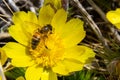Honey bee on blooming adonis flower, Spring background, honey bee pollinating wild yellow flower Royalty Free Stock Photo