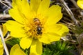 Honey bee on blooming adonis flower, Spring background, honey bee pollinating wild yellow flower Royalty Free Stock Photo