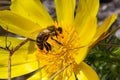 Honey bee on blooming adonis flower, Spring background, honey bee pollinating wild yellow flower Royalty Free Stock Photo