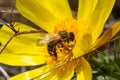 Honey bee on blooming adonis flower, Spring background, honey bee pollinating wild yellow flower Royalty Free Stock Photo