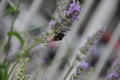 Honey bee on a blooming lavender branch in field