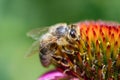 Honey bee on a blossoming flower of Echinacea closeup Royalty Free Stock Photo