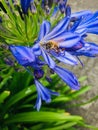 Honey bee on blue agapanthus flower close up view. Royalty Free Stock Photo