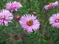 Honey bee on blue aster