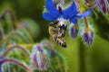 Honey Bee on Blue Borage Flower Royalty Free Stock Photo