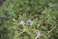 Honey bee on blue Commelina Cyanea flower