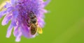 Honey bee on blue cornflower close up selectiv focus Royalty Free Stock Photo