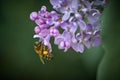 Honey bee on a brench of lilac Royalty Free Stock Photo