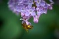 Honey bee on a brench of lilac Royalty Free Stock Photo
