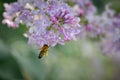 Honey bee on a brench of lilac Royalty Free Stock Photo