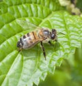 Honey Bee on Bright Green Leaf Royalty Free Stock Photo