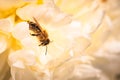 Honey Bee on bright White Yellow Peony Flower, Close Up of bee at work polinating the flower Royalty Free Stock Photo