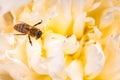 Honey Bee on bright White Yellow Peony Flower, Close Up of bee at work polinating the flower Royalty Free Stock Photo