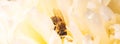 Honey Bee on bright White Yellow Peony Flower, Close Up of bee at work polinating the flower Royalty Free Stock Photo