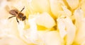 Honey Bee on bright White Yellow Peony Flower, Close Up of bee at work polinating the flower Royalty Free Stock Photo