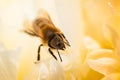 Honey Bee on bright White Yellow Peony Flower, Close Up of bee at work polinating the flower Royalty Free Stock Photo