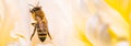 Honey Bee on bright White Yellow Peony Flower, Close Up of bee at work polinating the flower Royalty Free Stock Photo