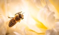 Honey Bee on bright White Yellow Peony Flower, Close Up of bee at work polinating the flower Royalty Free Stock Photo