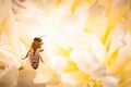 Honey Bee on bright White Yellow Peony Flower, Close Up of bee at work polinating the flower Royalty Free Stock Photo