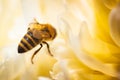 Honey Bee on bright White Yellow Peony Flower, Close Up of bee at work polinating the flower Royalty Free Stock Photo