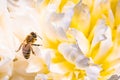 Honey Bee on bright White Yellow Peony Flower, Close Up of bee at work polinating the flower Royalty Free Stock Photo