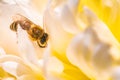 Honey Bee on bright White Yellow Peony Flower, Close Up of bee at work polinating the flower Royalty Free Stock Photo