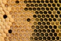 Honey Bee Brood Frame witch Eggs, Larva, and Capped Brood Royalty Free Stock Photo