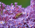 Hoverfly on Buddleia flower. Royalty Free Stock Photo