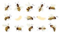 Honey bee bug. Winged buzz flying insect, striped bumblebee wasp with sting, beekeeping mead gathering honeycraft