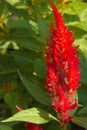 Honey bee busily collecting pollen on a bright red flowering shrub in a lovely Thai park.