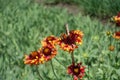 Honey bee and butterfly pollinating flower of Gaillardia Fanfare Royalty Free Stock Photo