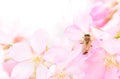 Honey bee pollinating cherry blossoms. insect, flower, agriculture, honeybee, sakura pink, nature Royalty Free Stock Photo