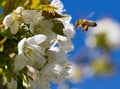 Honey bee and cherry tree. Royalty Free Stock Photo