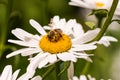 Small bee closeup on top of a white daisy flower Royalty Free Stock Photo