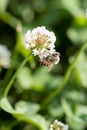 Honey bee on the clover trefoil flower in the green field. Royalty Free Stock Photo