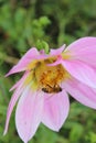 Honey Bee Colecting Nectar Royalty Free Stock Photo