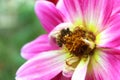 Honey Bee Colecting nectar from pink flower Royalty Free Stock Photo