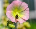 Honey bee collect nectar from the pale yellow and pink flower of Royalty Free Stock Photo