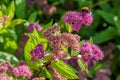 Honey bee collect nectar and polinate pink flowers of the blossoming Spiraea Japanese