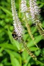 Honey bee collect nectar and polinate pink flowers of the blossoming Veronicastrum virginicum, or Culver`s root.