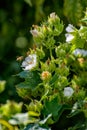 Honey bee collect nectar from the white flower of blooming Vine-leaved Kitaibelia (Kitaibelia vitifolia).