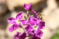 Closeup Spring Honey bee collect pollen over violet flower,pollination ecosystem