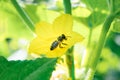 Honey bee collect pollen inside cucumber flower. Close up