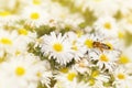 Honey bee collect pollen from the white flower Asters under the