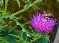 Honey Bee Collecting Cectar from a Bull Thistle