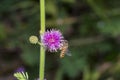 Honey bee collecting flower nectar Royalty Free Stock Photo