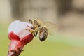 Honey Bee Collecting Nectar From an Apple Blossom Royalty Free Stock Photo