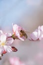 Honey bee collecting nectar from apple blossoms Royalty Free Stock Photo